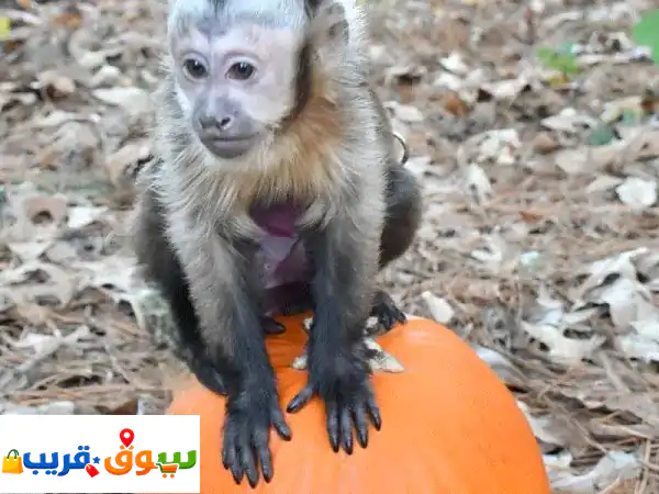 Capuchin Monkeysu002 F WhatsApp (+97455937699)