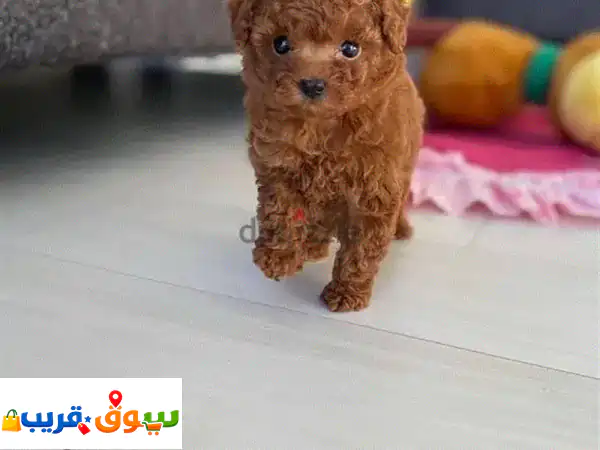 كلب للبيع: رفيقك الوفي بانتظارك! ✨ (صور وتفاصيل واتساب)
