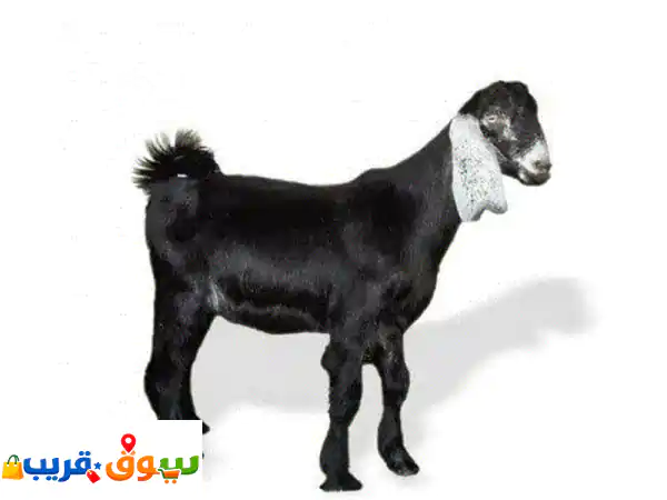 ملحمة فقار وادي لبن: ذبائح طازجة فاخرة | احجز...