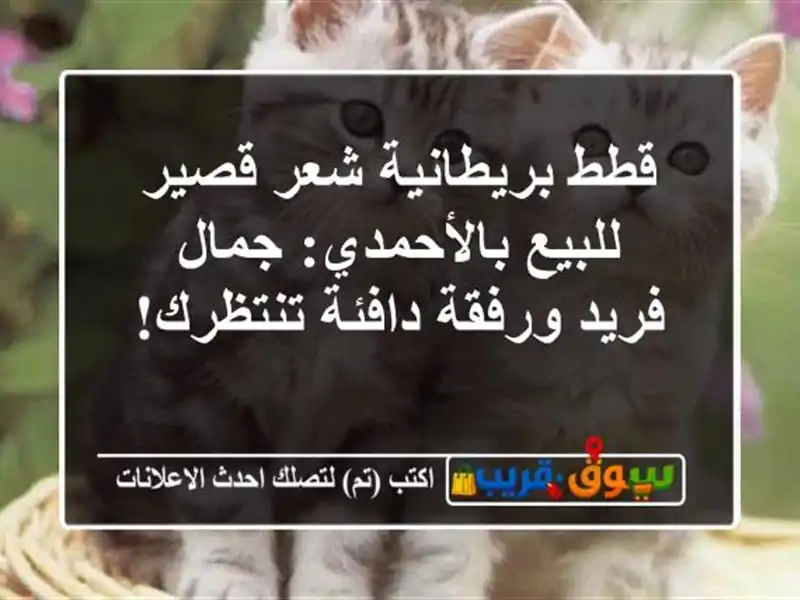 قطط بريطانية شعر قصير للبيع بالأحمدي: جمال فريد...