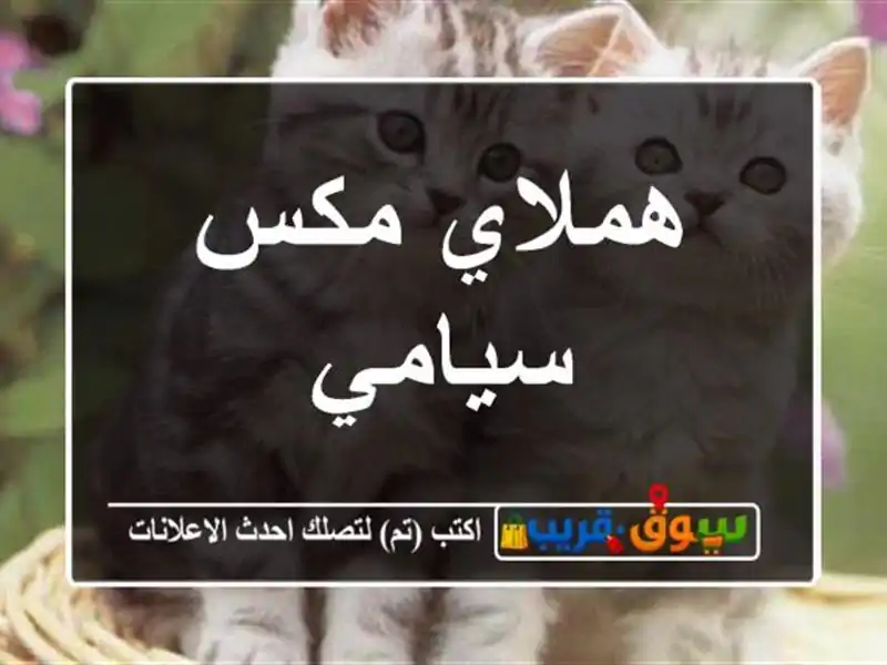 هملاي مكس سيامي
