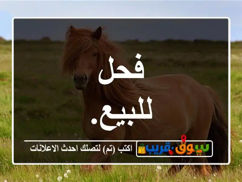 فحل للبيع.