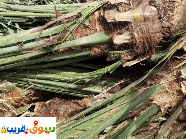 نخل للبيع سكري صقعي مجدول كميات كبيرة