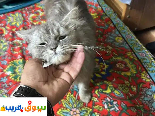 تبنى قطتك الجميلة اليوم! ✨ رفقاء أوفياء يبحثون عن...