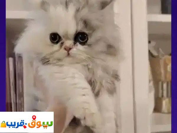 قطط للبيع | الآنسة فيروز: جمال هيمالايا وبيرشن بيكي فيس الآسر! (قطة أنثى للبيع)