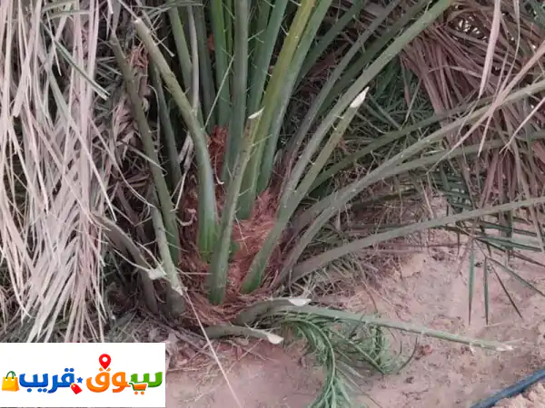 نخل للبيع سكري صقعي مجدول كميات كبيرة