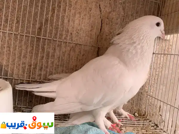 فرصة لا تعوض: زوجي حمام للبيع – جمال وصحة تسر العين!