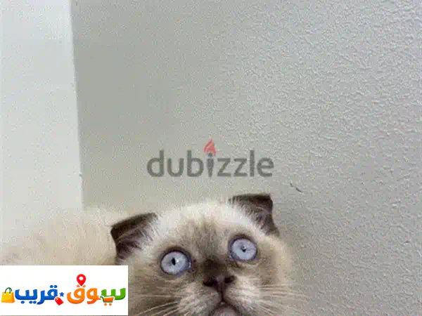فرصة لا تفوت! 😻 قطط سكوتش ستريت رائعة للبيع (ذكر...