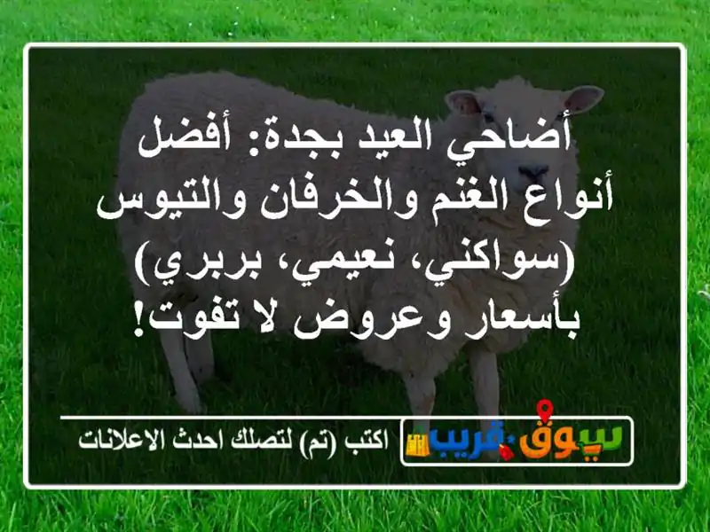 أضاحي العيد بجدة: أفضل أنواع الغنم والخرفان...