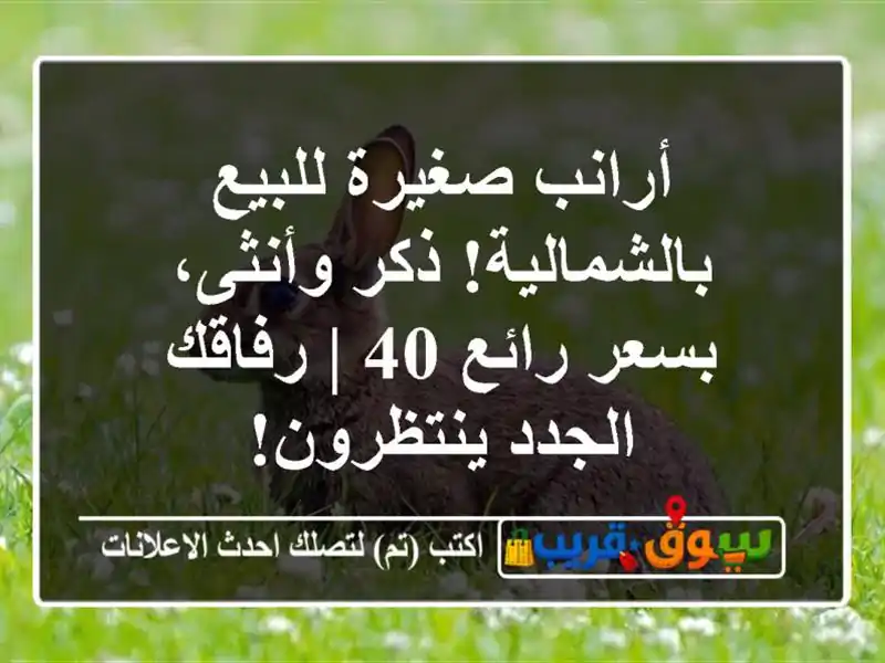 أرانب صغيرة للبيع بالشمالية! ذكر وأنثى، بسعر رائع 40...
