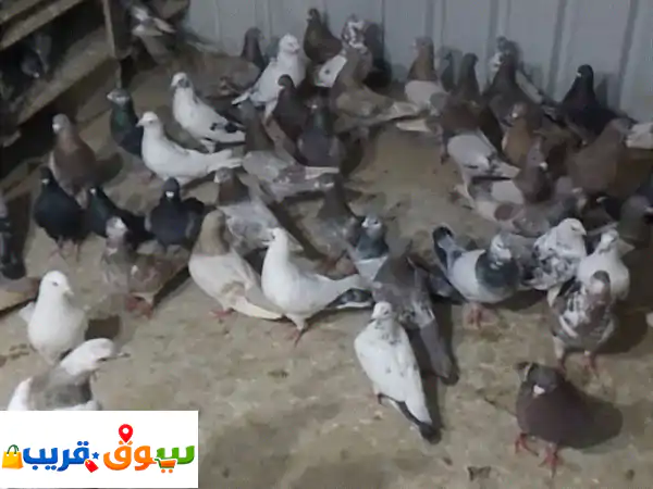 فرصة لا تعوض: حمام زاجل ولاحم فاخر للبيع 🕊️...