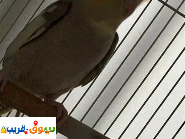 فرصة لا تعوّض! 🦜 زوج كوكتيل شبابي وصحي للبيع في البحرين - 13 د.ب للطائر الواحد!