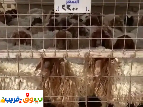 أضاحي نعيمي بلدي فاخرة | أضحية العيد على الشرط وبجودة لا تُضاهى