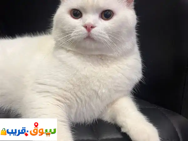 قط أبيض منزل أليف (للتبني وليس للبيع) نوعه british shorthair العمر سنة وثلاثه أشهر لديه جواز سفر ...