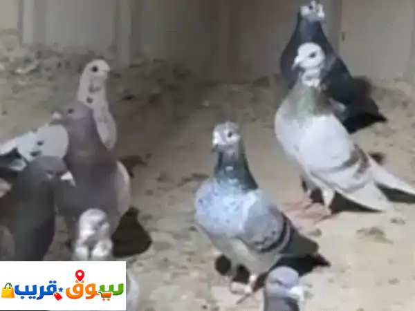فرصة لا تعوض: حمام زاجل ولاحم فاخر للبيع 🕊️ ألوان مميزة، أحجام مثالية | سعر لا يصدق + توصيل!