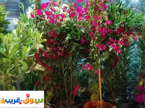 أشجار للبيع وشبكات ري | جمال حديقتك وازدهار مزرعتك...