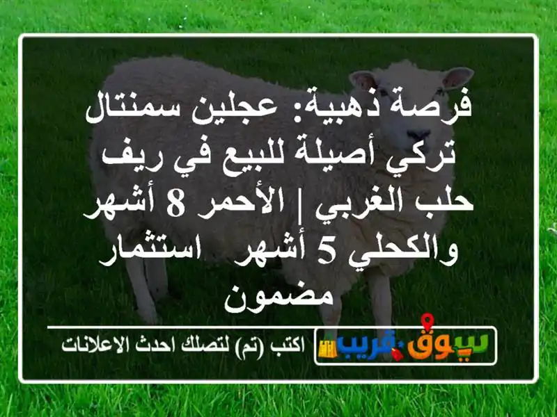 فرصة ذهبية: عجلين سمنتال تركي أصيلة للبيع في ريف...