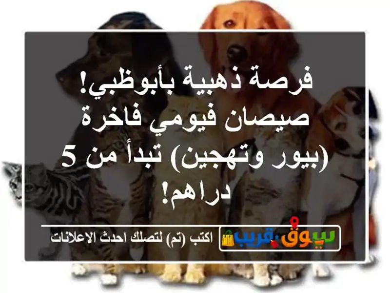 فرصة ذهبية بأبوظبي! صيصان فيومي فاخرة (بيور...