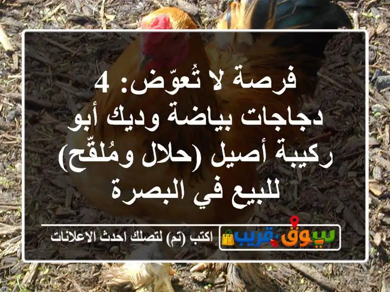 فرصة لا تُعوّض: 4 دجاجات بياضة وديك أبو ركيبة أصيل...