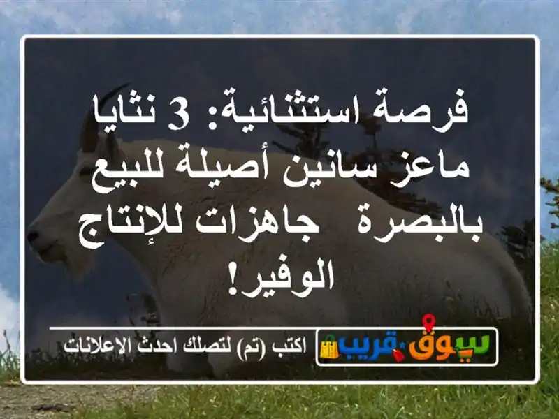 فرصة استثنائية: 3 نثايا ماعز سانين أصيلة للبيع...