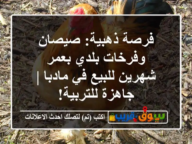 فرصة ذهبية: صيصان وفرخات بلدي بعمر شهرين للبيع...