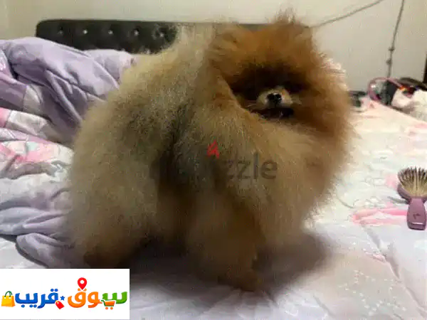 ذكر بومرينين للتزاوج mating pomeranian