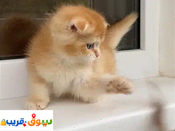 قطط راغدول بيور للبيع - 9 أسابيع | مطعمة وجاهزة للانتقال فوراً! 🐾