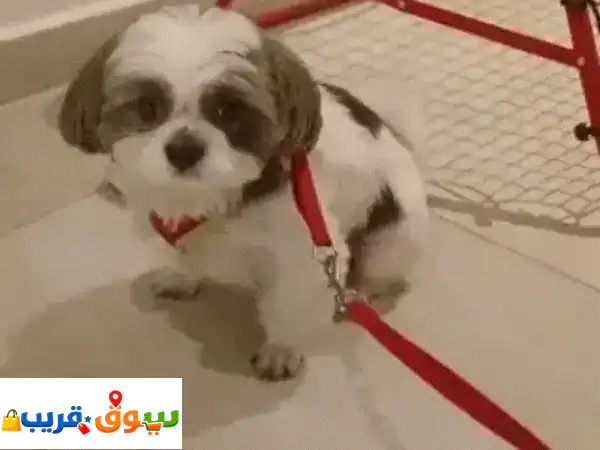 فرصة لتبني كلب رائع ومحب: رفيقك الجديد بانتظار...