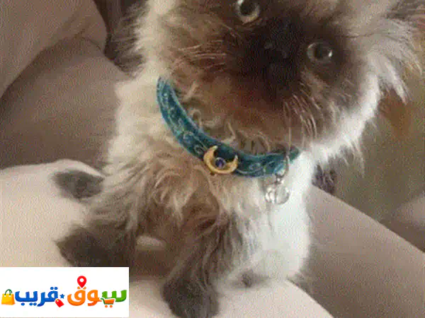 الزرقاء