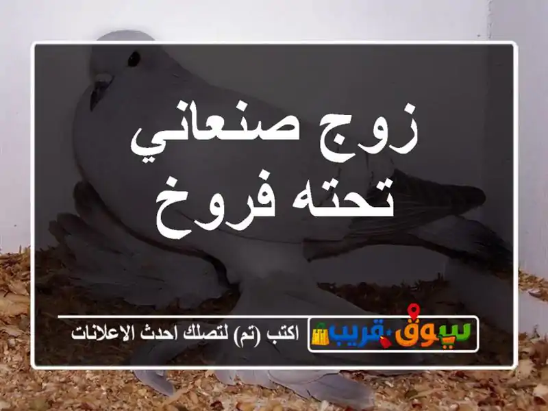 زوج صنعاني تحته فروخ