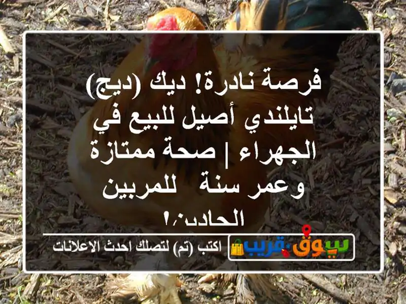 فرصة نادرة! ديك (ديج) تايلندي أصيل للبيع في الجهراء...