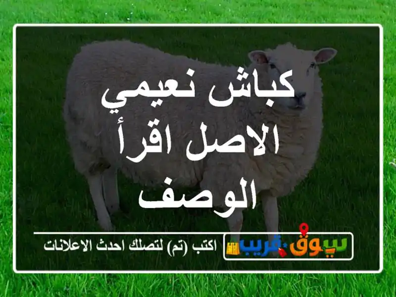 كباش نعيمي الاصل اقرأ الوصف