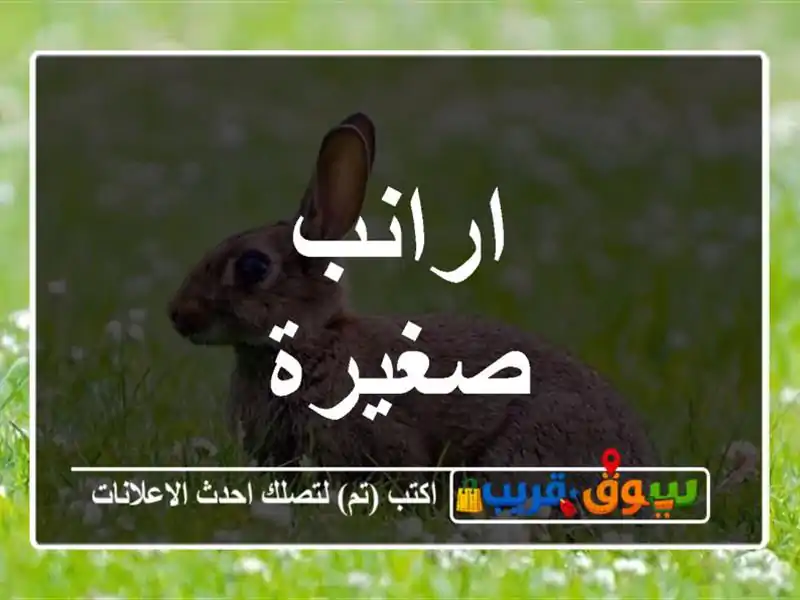 ارانب صغيرة