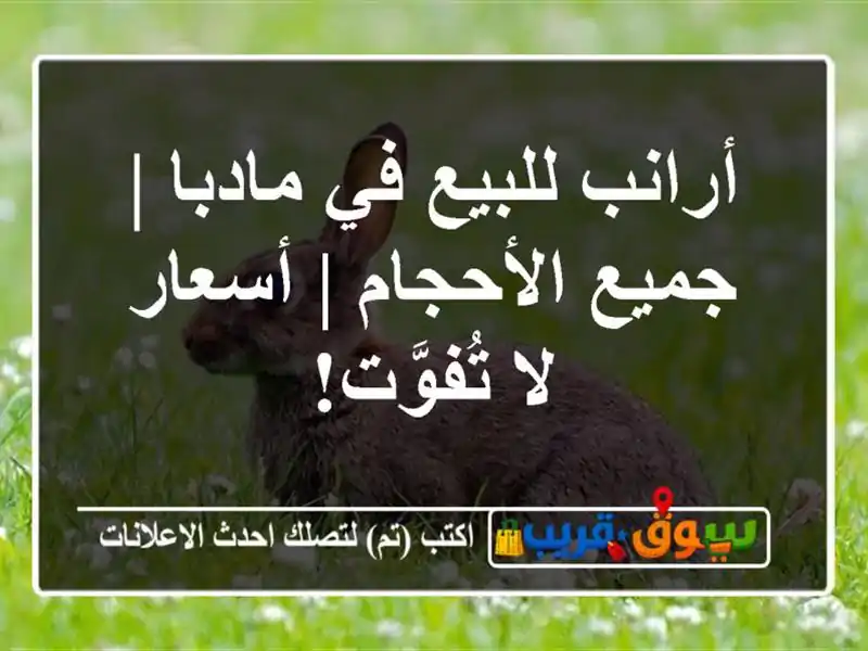 أرانب للبيع في مادبا | جميع الأحجام | أسعار لا تُفوَّت!