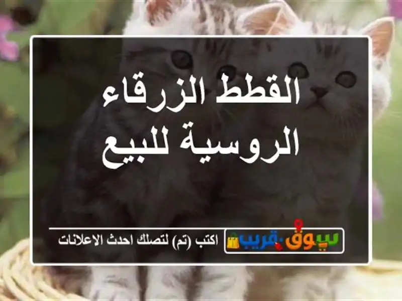 القطط الزرقاء الروسية للبيع