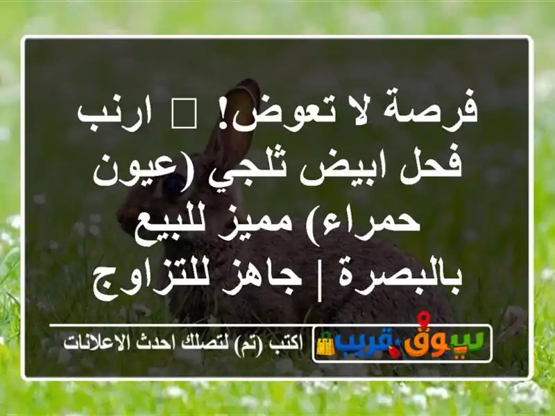 فرصة لا تعوض! 🐰 ارنب فحل ابيض ثلجي (عيون حمراء)...