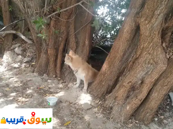 جرو بوميرانيان مكس جميل للبيع | رفيقك المثالي...