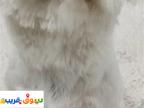 جرو بوميرانيان مكس جميل للبيع | رفيقك المثالي النشيط والمحبوب