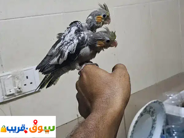 hand feeding cockatiel chicks for sale