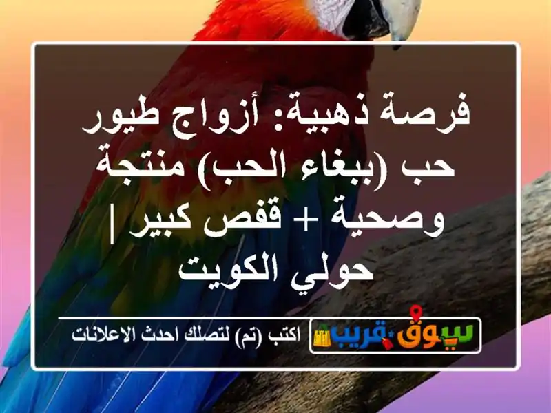 فرصة ذهبية: أزواج طيور حب (ببغاء الحب) منتجة وصحية +...