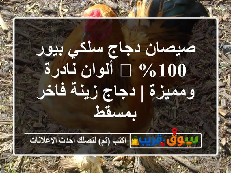 صيصان دجاج سلكي بيور 100% 🌟 ألوان نادرة ومميزة |...