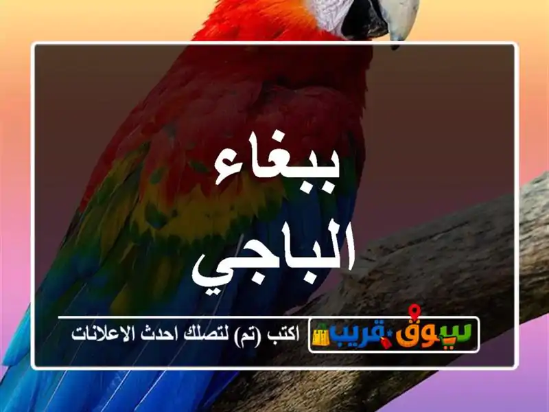 ببغاء الباجي