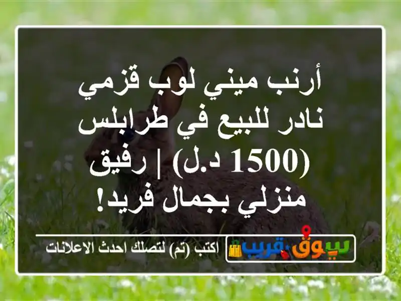 أرنب ميني لوب قزمي نادر للبيع في طرابلس (1500 د.ل) |...