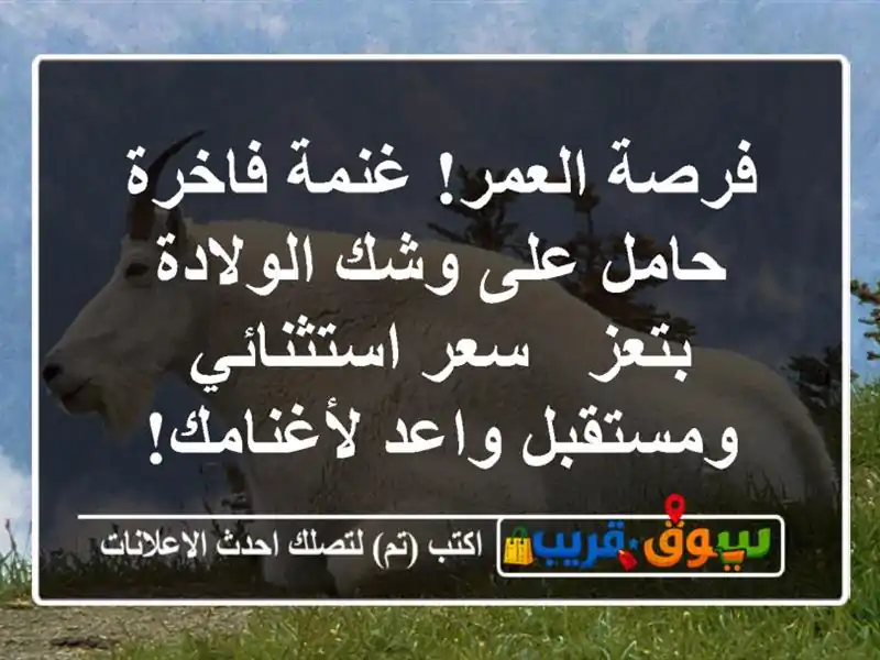 فرصة العمر! غنمة فاخرة حامل على وشك الولادة بتعز -...