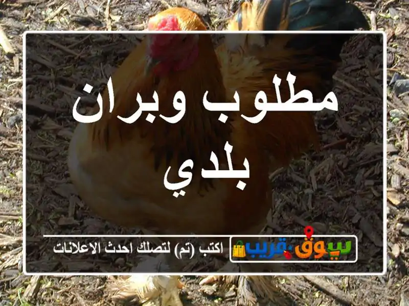مطلوب وبران بلدي