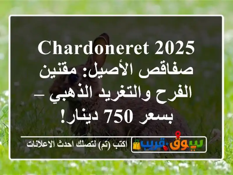 Chardoneret 2025 صفاقص الأصيل: مقنين الفرح والتغريد الذهبي...