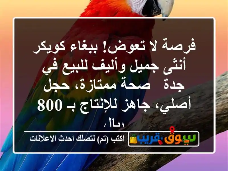 فرصة لا تعوض! ببغاء كويكر أنثى جميل وأليف للبيع في جدة...