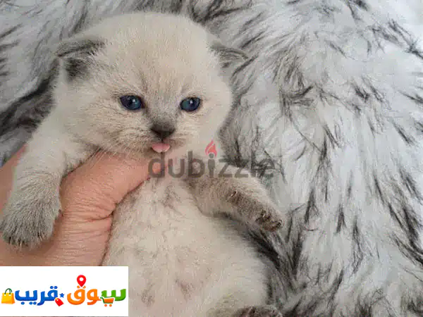 أجمل قطط سكوتش فولد (Scottish Fold) إناث للحجز المسبق -...