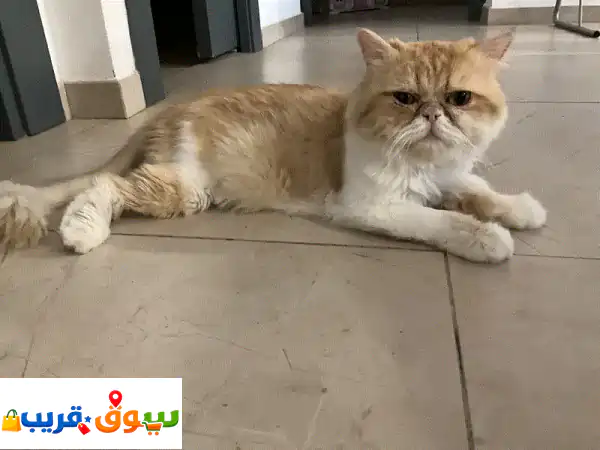 قط فارسي ذكر للتبني مجاناً: رفيق لطيف ومحب يبحث عن...