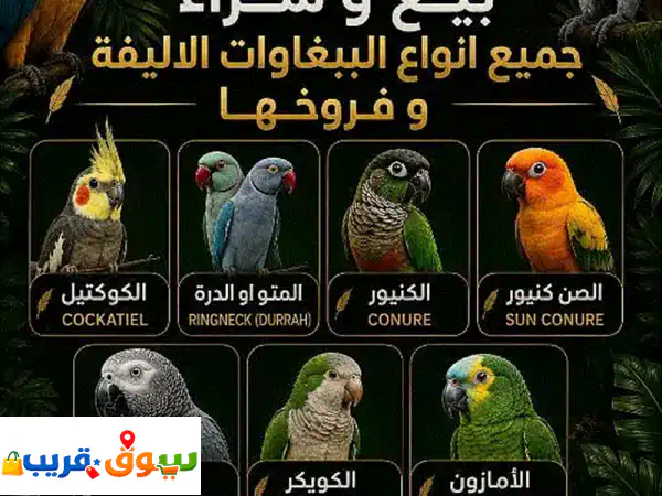مطلوب ببغاوات فروخ أو أليفة